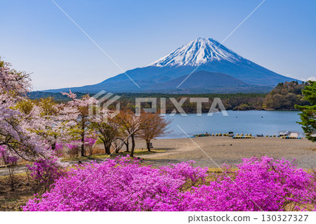 [Yamanashi Prefecture] Cherry blossoms and purple azaleas along Lake Shoji, Mount Fuji 130327327