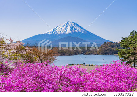 [山梨縣]精進湖畔的櫻花和紫杜鵑花、富士山 130327328