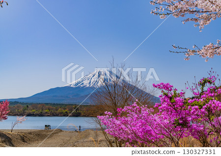 [Yamanashi Prefecture] Cherry blossoms and purple azaleas along Lake Shoji, Mount Fuji 130327331