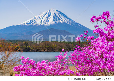 [山梨縣]精進湖畔的櫻花和紫杜鵑花、富士山 130327332