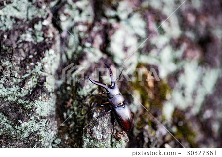 Sawtooth stag beetle, stag beetle, insect, summer, oak, living thing 130327361