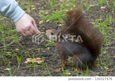 A person is feeding a squirrel some food A person is feeding a squirrel some food 130327376