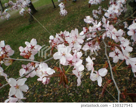 櫻花 130327541