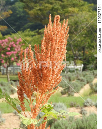 莧菜,莧科植物,果實 莧菜,莧科植物,果實 130327564