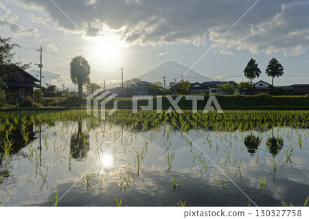 Mount Fuji reflected in rice paddies at dusk 130327758