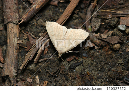Delta-winged adult yellow moth licking water from the ground (outdoor field insect macro photography) 130327852