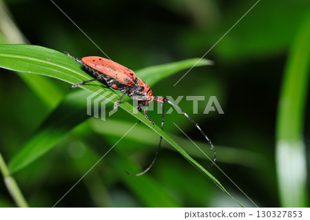 A lacquer-red, black-spotted adult star-red longhorn beetle in the forest (strobe macro photography of insects in their natural environment) A lacquer-red, black-spotted adult star-red longhorn beetle in the forest (strobe macro photography of insects in their natural environment) 130327853