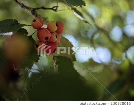 Red Morris hawthorn berries ripening in the hot August 130328016