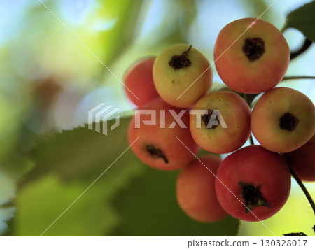 Red Morris hawthorn berries ripening in the hot August 130328017