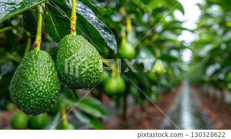 Close-up of fresh green avocados hanging from the tree in an orchard, showcasing the vibrant color and texture of the ripening fruit. The avocado farm promises a rich harvest 130328622
