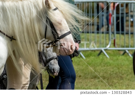 Close up of horse face and harness 130328843