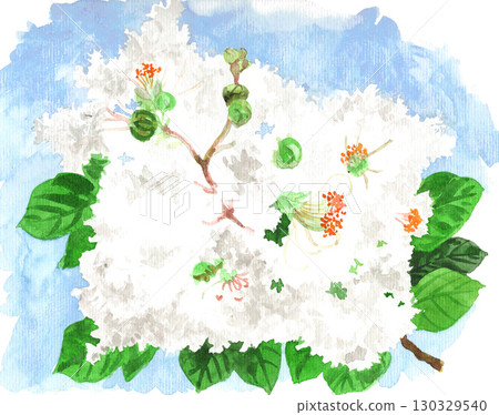 水彩畫的白色紫薇 25902pix7 水彩畫的白色紫薇 25902pix7 130329540