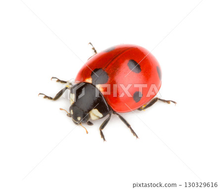 Ladybug on white background 130329616