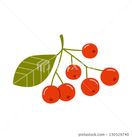Branch with small red berries and a green leaf. Rowan twig. Vector botanical illustration in flat style isolated on white background. 130329740