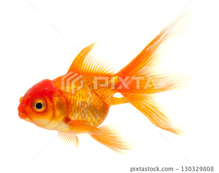 Gold Fish on White Background 130329808