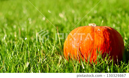A vibrant orange pumpkin sits in bright green grass, bathed in sunlight. Autumn background A vibrant orange pumpkin sits in bright green grass, bathed in sunlight. Autumn background 130329867
