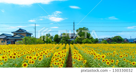 Sunflower and blue sky Sunflower and blue sky 130330032