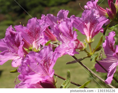 Azalea Bokeh Background-3 130330226