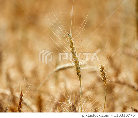 A view of a wheat field in Hokkaido just before harvest 130330770
