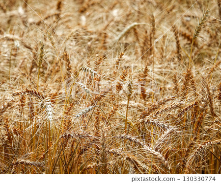 A view of a wheat field in Hokkaido just before harvest A view of a wheat field in Hokkaido just before harvest 130330774