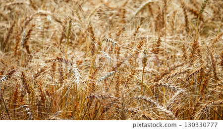 收穫前的北海道麥田景色 收穫前的北海道麥田景色 130330777