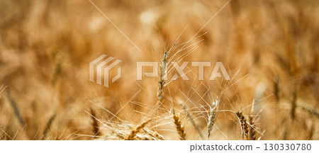 A view of a wheat field in Hokkaido just before harvest 130330780
