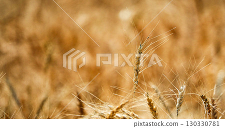 A view of a wheat field in Hokkaido just before harvest 130330781