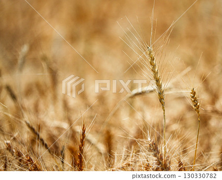 A view of a wheat field in Hokkaido just before harvest A view of a wheat field in Hokkaido just before harvest 130330782