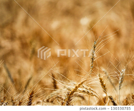 A view of a wheat field in Hokkaido just before harvest 130330785