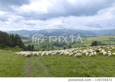 Flock of Sheep Grazing on Picturesque Green Hills in Slovakia Flock of Sheep Grazing on Picturesque Green Hills in Slovakia 130330872