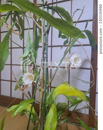 Houseplants decorated by the window Houseplants decorated by the window 130330990