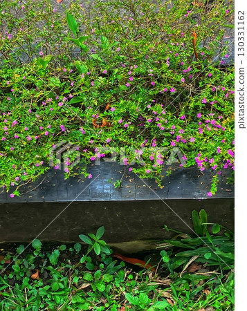 Close up Scenic View of Tiny Purple Flower Bed in Garden Close up Scenic View of Tiny Purple Flower Bed in Garden 130331162