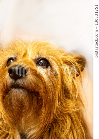 Portrait of a small brown dog Portrait of a small brown dog 130331251