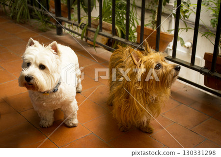 Portrait of two dogs, one white and one brown Portrait of two dogs, one white and one brown 130331298