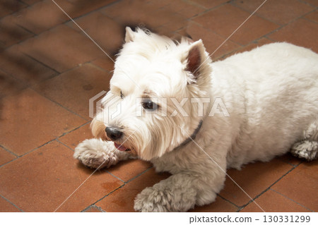 West Highland White Terrier dog portrait 130331299