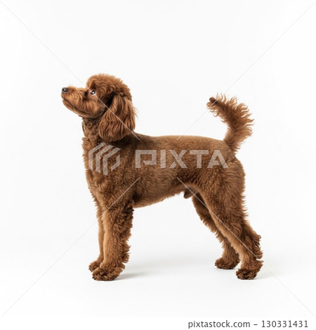 Portrait of a Toy Poodle Standing Against a White Background | Pets and Animals Stock Photos Dog Encyclopedia 130331431