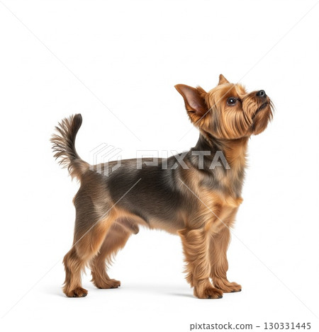 Portrait of a Yorkshire Terrier standing against a white background | Pets and Animals Stock Photo Dog Encyclopedia 130331445