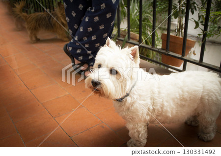 West Highland White Terrier dog portrait 130331492