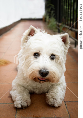 West Highland White Terrier dog portrait 130331493