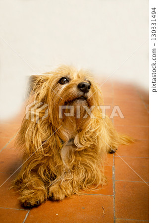 Portrait of a small brown dog Portrait of a small brown dog 130331494