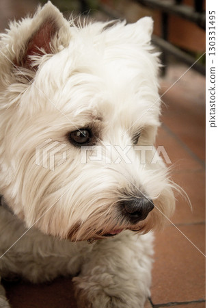 West Highland White Terrier dog portrait West Highland White Terrier dog portrait 130331495