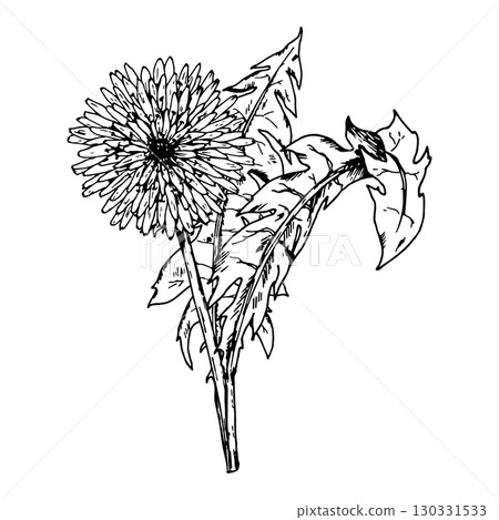 Hand drawn vector illustration of dandelion Taraxacum officinale flower with serrated leaves in engraving style, ideal for herbal packaging, tea labels, apothecary branding, natural medicine and Hand drawn vector illustration of dandelion Taraxacum officinale flower with serrated leaves in engraving style, ideal for herbal packaging, tea labels, apothecary branding, natural medicine and 130331533