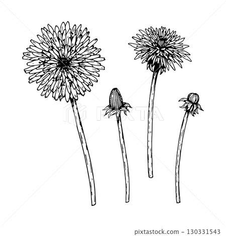 Hand drawn vector illustration of dandelion Taraxacum officinale flowers and buds on stems in ink style, great for herbal packaging, tea labels, alternative medicine, wellness and botanical prints Hand drawn vector illustration of dandelion Taraxacum officinale flowers and buds on stems in ink style, great for herbal packaging, tea labels, alternative medicine, wellness and botanical prints 130331543