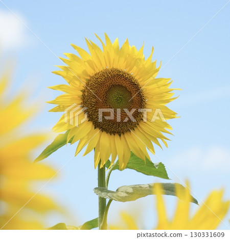 Large midsummer sunflowers stand out against the blue sky Large midsummer sunflowers stand out against the blue sky 130331609