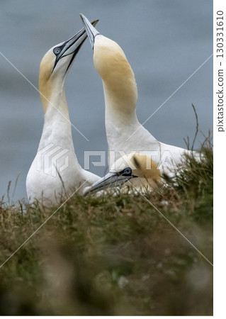 Northern Gannets rubbing beaks to show affection Northern Gannets rubbing beaks to show affection 130331610