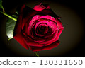 Fully open red rose on black background 130331650