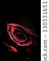 Fully open red rose on black background 130331651