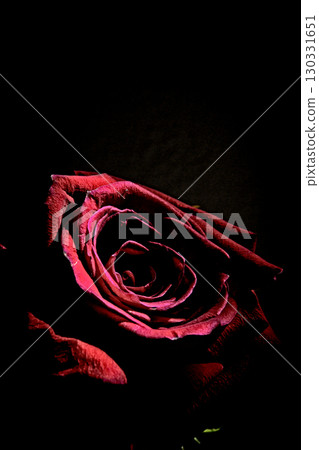 Fully open red rose on black background 130331651