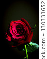 Fully open red rose on black background 130331652