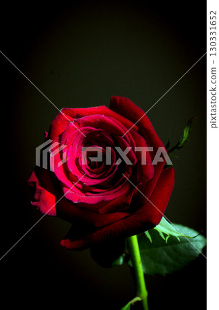 Fully open red rose on black background Fully open red rose on black background 130331652
